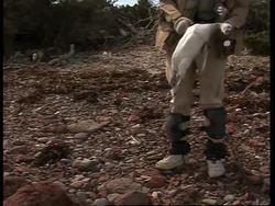 Scientists link global warming  to decrease in penguin population News Clip