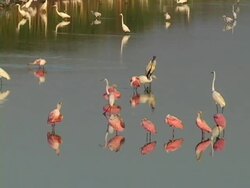 Spoonbills in the Sunrise Stock Footage