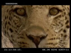 Leopard, Panthera pardus,  face, turns away from camera, CU, Botswana Stock Footage