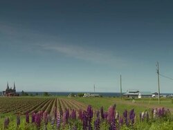 Field near the sea Stock Footage