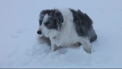 A Border Collie dog covered in hoare frost on Red Screes peak in the Lake District, UK, during cold winter weather. Stock Footage