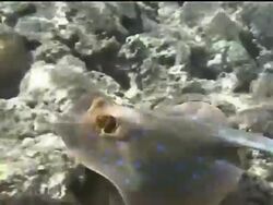 Sharm El Sheikh, Red Sea, Egypt, bluespotted ribbontail ray (Taeniura lymma) gliding over rocky reef. Stock Footage