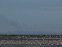 The Snettisham Spectacular As High Tides Cause Thousands Of Birds To Take Flight Stock Footage