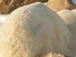 MS SLO MO Two Polar bears playing and fighting with each other  / Churchill, Manitoba, Canada Stock Footage