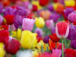 field of tulips Stock Footage