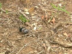 MS View of flightless beetle crawling out from behind grass tuft over dried leaf litter / Port Elizabeth, Eastern Cape, South Africa Stock Footage