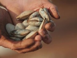 Oyster Stock Footage