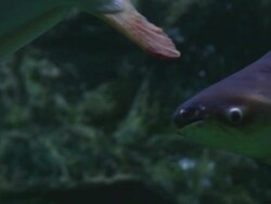 Big Freshwater fish Stock Footage