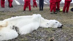 A male Polar Bear (Ursus maritimus) starved to death as a consequence of climate change. Stock Footage