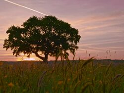 DS Tree in the middle of a meadow Stock Footage