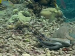 Common reef octopus (Octopus cyanea) on a coral reef. It changes its colour rapidly for camouflage and signalling purposes. Filmed off Sulawesi, Indonesia Stock Footage