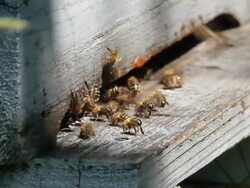 Beehive entrance HD Stock Footage