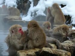 Japanese Macaques ( Macaca Fuscata ) monkeys, Jigokudani nature reserve, Chubu, Japan, Asia Stock Footage
