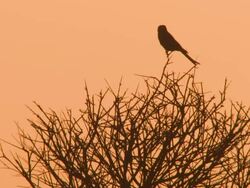 WS View of Silhouette of bird on tree at dusk   / Central Kalahari Game Reserve, Botswana Stock Footage