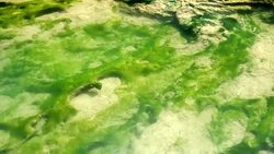 Algae floating in stream Stock Footage