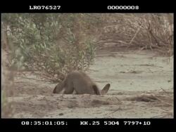 MS Bat-eared fox (Otocyon megalotis) mother, calls 5 pups out of den Stock Footage