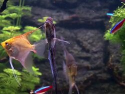Pterophyllum - skalar w akwarium Stock Footage