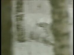 CU lone Grey wolf, Canis lupus, moving through snowy forest hunting, Arctic Circle Stock Footage