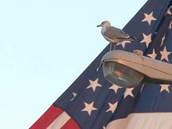National Flag of America Stock Footage
