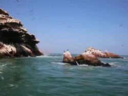 MS View of Sea animals at paracas pisco bay / Paracas, Nazca, Peru Stock Footage
