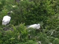 Great Egret Courting Stock Footage