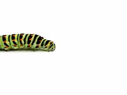 Caterpillar Stock Footage