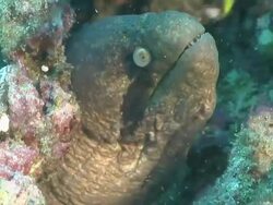 CU Shot of Single blackcheek moray eel peering from cave or burrow and observing surroundings / Sodwana Bay, KwaZulu Natal, South Africa Stock Footage