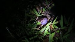 Froggy songs Stock Footage