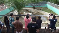 CLEAN : Worlds largest crocodile dies News Clip