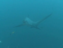 Pelagic Thresher Shark (Alopias pelagicus) being cleaned at cleaning station, swims to camera and through frame, CU, Monad Shoa, Malapascua, The Philippines Stock Footage