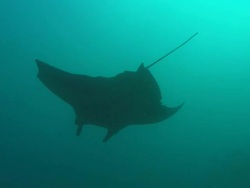 Manta, shark bites, silhouette, Mozambique  Stock Footage