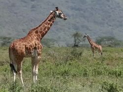 MS Giraffa camelopardalis rothschildi herd walking through savanna at nakuru park / National Park, Africa, Kenya Stock Footage