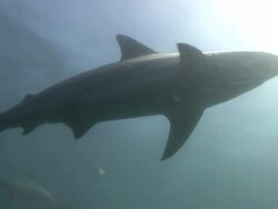 Blacktip Shark (Carcharhinus limbatus) Stock Footage