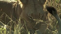 A lioness feeds on a carcass as she lies in long grass. Stock Footage