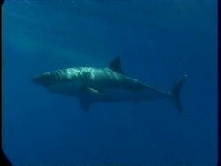 MS Great White Shark swims slowly past camera through hazy sunrays, side view, Guadalupe Island, Pacific Ocean Stock Footage
