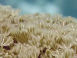 Soft coral (Xenia macrospiculata). This fast colonizing species covers dead coral and reduces the recruitment of hard coral species. Filmed in the Red Sea Stock Footage