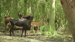 Animal Baby Boom at 2-Zoo Partnership News Clip