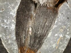 Crinoid fossil from Bolivia, in a nodule which has been split open Stock Footage