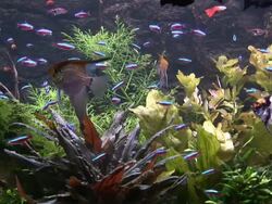FISH IN AQUARIUM Stock Footage