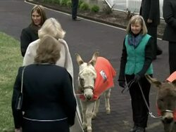 Duchess of Cornwall Feeding Donkeys News Clip