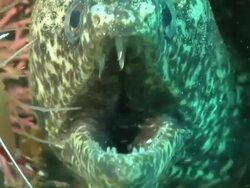 ECU Paint spotted moray eel resting in crevice with cleaner shrimp crawling and cleaning / Matola, Maputo, Mozambique Stock Footage