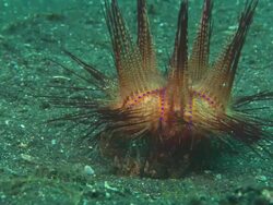 Decorator Crab unburied from muck to put urchin on back, travelling, Indonesia  Stock Footage