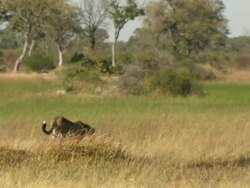 MS PAN Cheetah walking in dry grass through clearing / Okavango Delta, North West District, Botswana Stock Footage