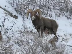 MS Shot of one large bighorn ram on hillside in snow / LYONS, Colorado, United States Stock Footage