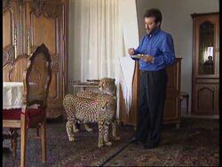 LEBANON: BEIRUT: LEBANESE MAN OPENS SANCTUARY FOR CHEETAHS News Clip