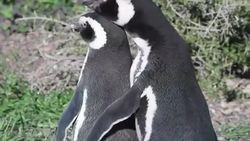 Penguins gather in Argentina for mating season Instructional Video