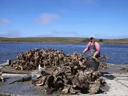 Oyster Farm On Point Reyes Nat'l Seashore Loses Court Appeal To Stay Open Stock Footage
