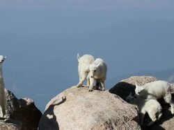 MS Mountain goat kids jumping from rock to rock / Idaho Springs, Colorado, United States Stock Footage