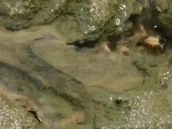 Tide Pool Runoff Stock Footage