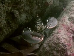 Lobster Stock Footage